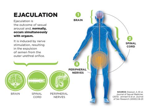 cumin inside|Ejaculation: How It Works, Complications & Disorders .